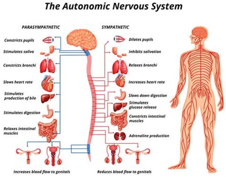 How is the autonomic nervous system divided?