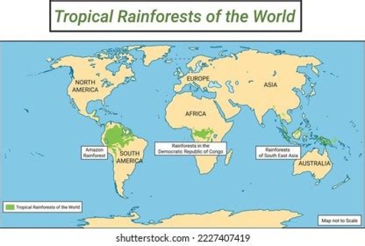 How many rainforest are there in India?