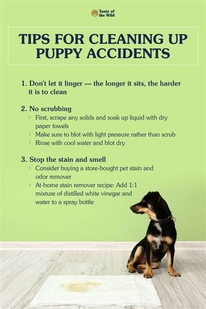 Is it normal for puppies to have accidents?